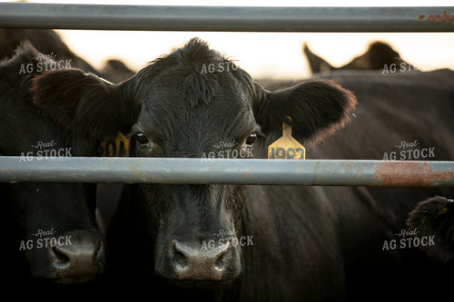 Cattle in Pen 285089