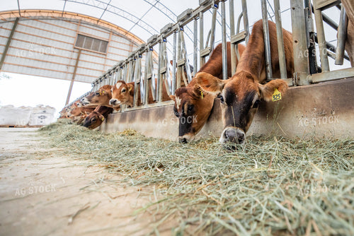 Jersey Cattle Eating in Barn 270457
