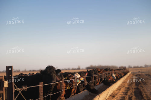 Cattle on Feedlot 72146