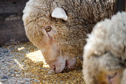 Sheep 261006