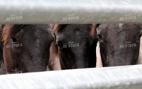 Horses Looking Through Gate 141514