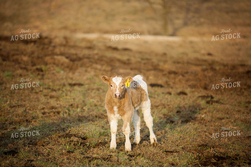 Calf - Charolais and Angus Cross 2240