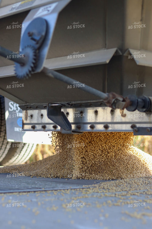 Soybeans Coming Out of Hopper 109028