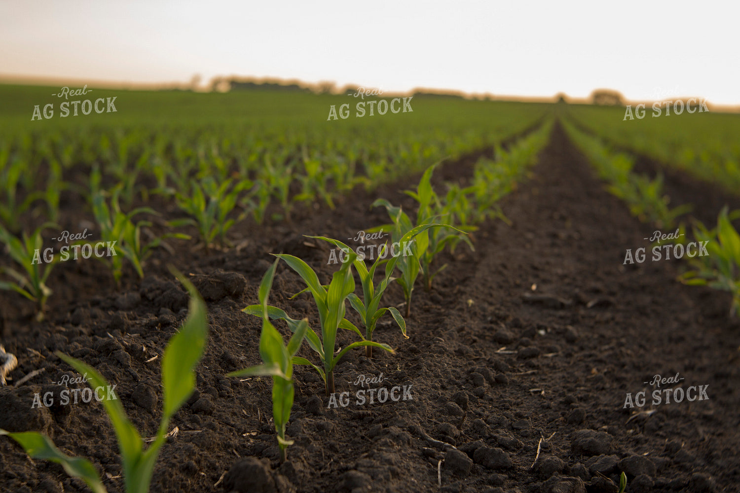 Corn - Early Growth 1113