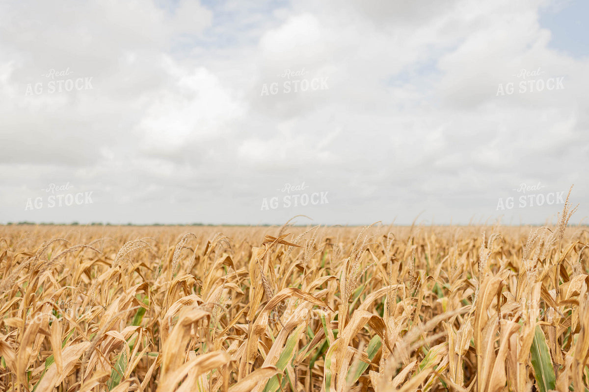 Dried Corn Field 59110