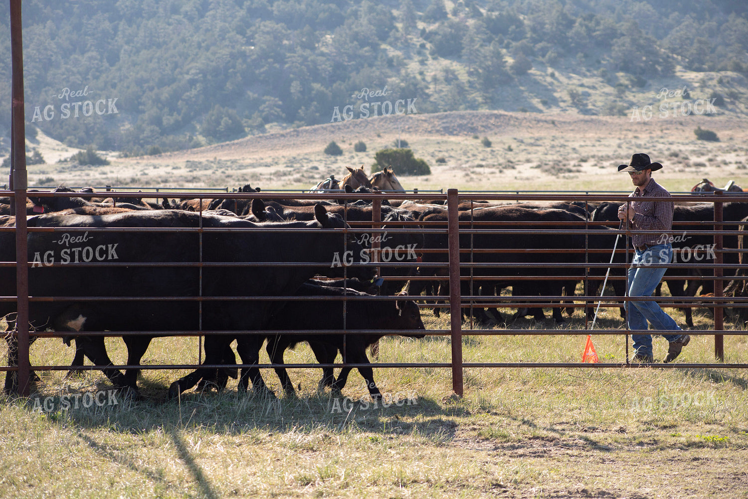 Working Cattle 117150