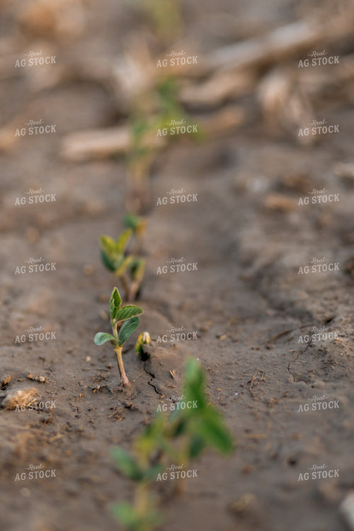 Early Season Soybeans 93276