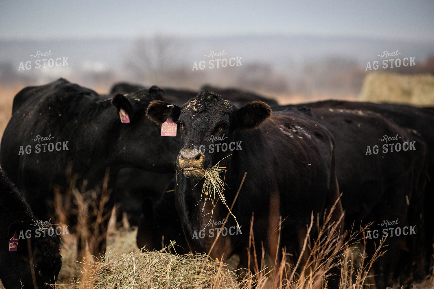 Cattle Eating Hay 219007