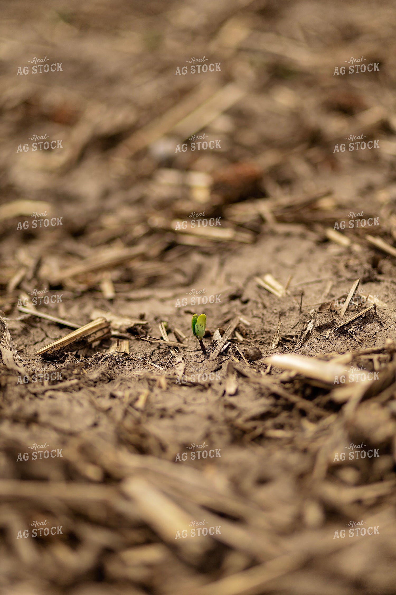 Freshly Emerged Soybean 93321