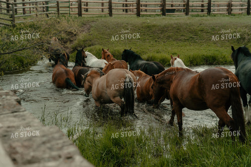 Horses Going Through Creek 58347