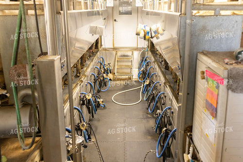 Empty Herringbone Milking Parlor with Milking Units Ready for Use 405031