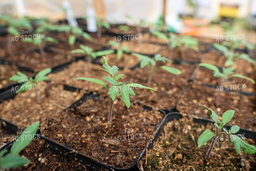 Tomato Starts 240004