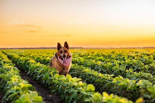 Farm Dog in Early Season Soybean Field at Sunset 136073