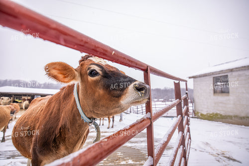 Jersey Cow in WInter 270289