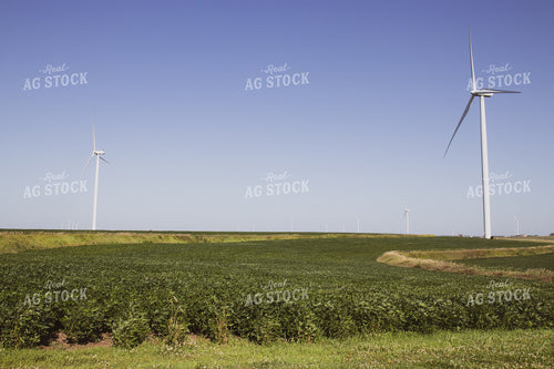 Mid-Season Soybean Field 268144
