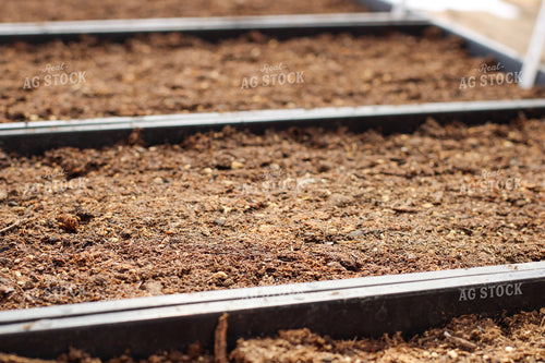 Planting Seeds in Greenhouse 240000