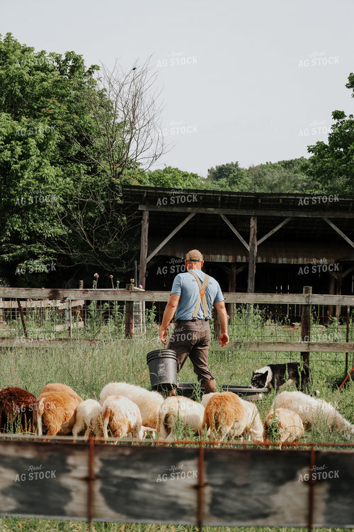 Farmer Herding Sheep 220008