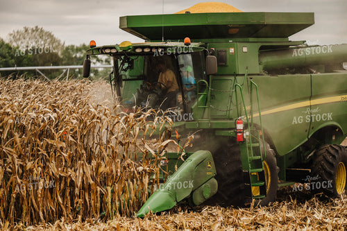 Corn Harvest 115349