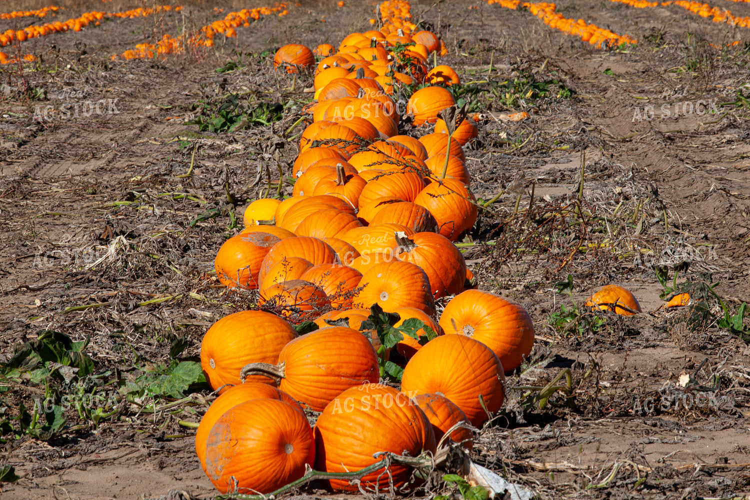 Pumpkin Field 132250