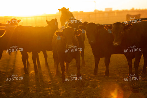 Feedyard Cattle at Sunrise 3822