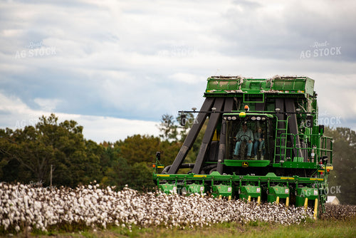 Cotton Harvest 136154