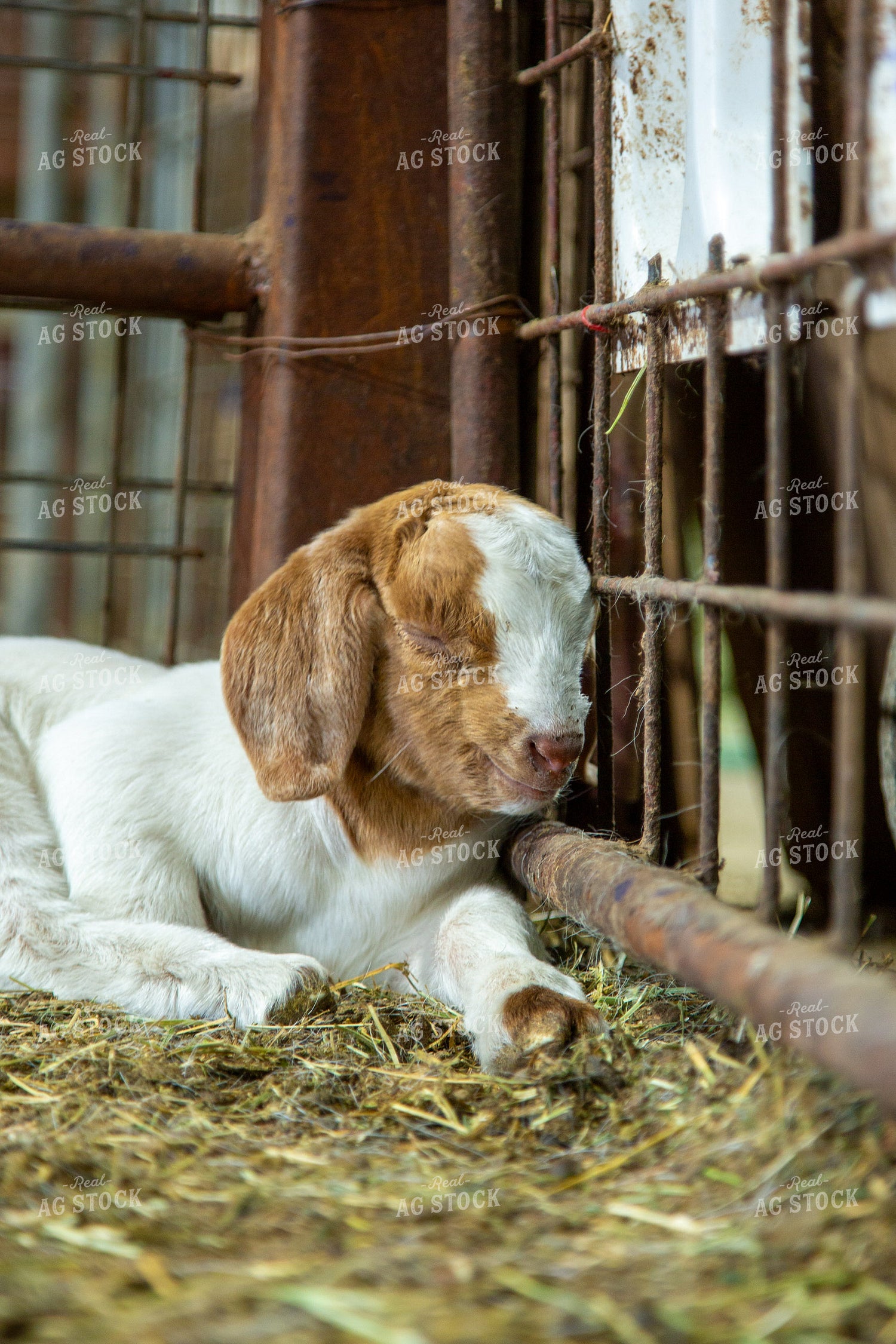 Goat Kid 134053