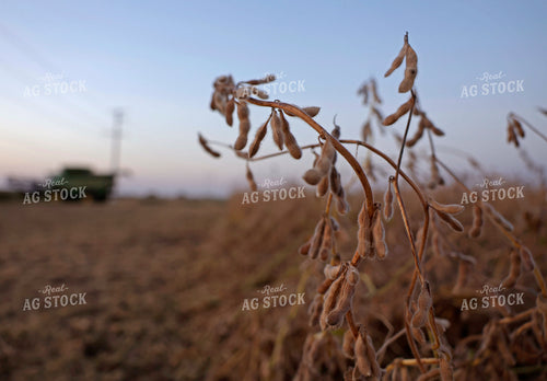 Soybean Harvest 129159