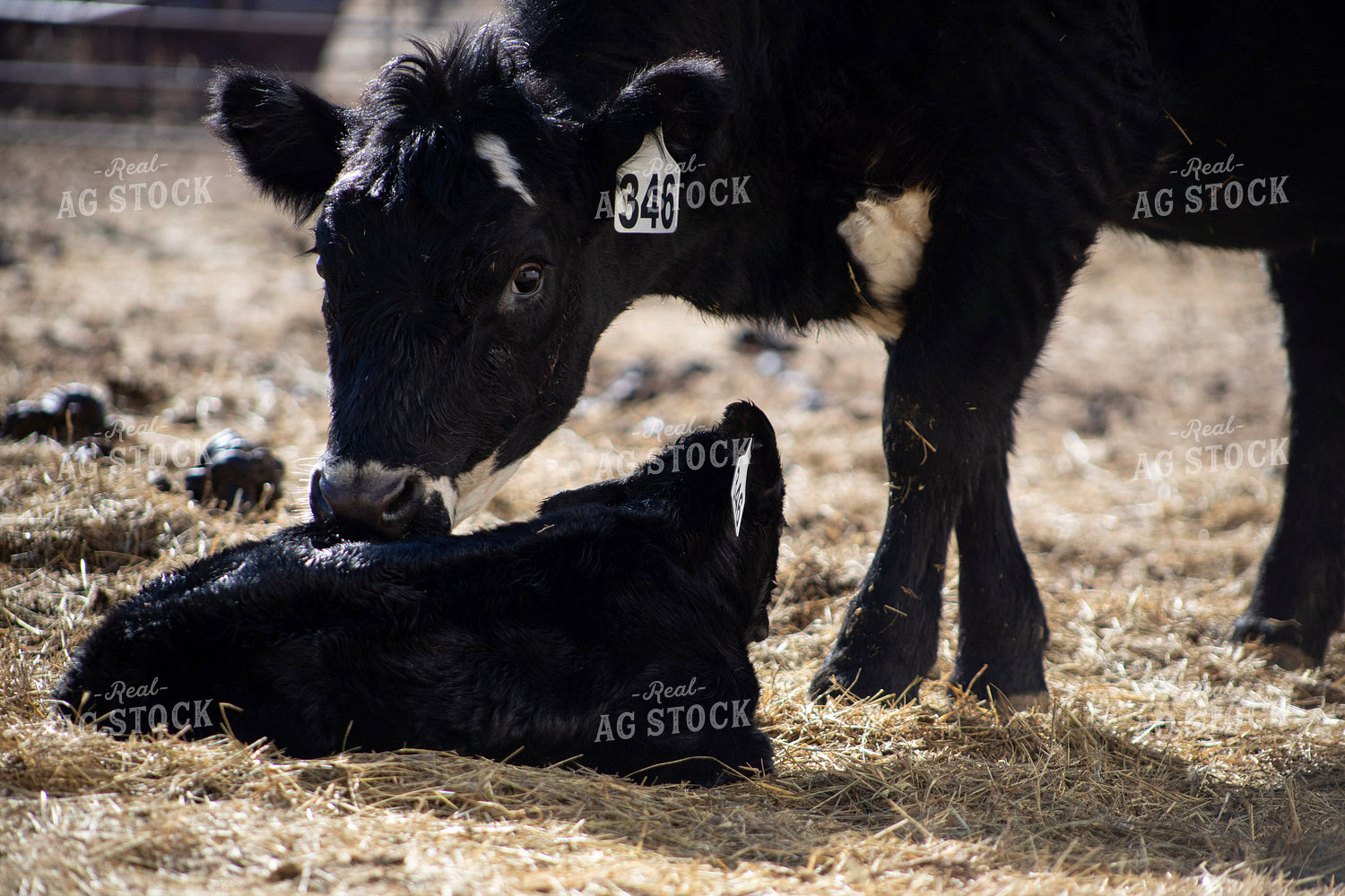 Angus Cow Calf Pair 117280