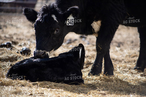 Angus Cow Calf Pair 117280