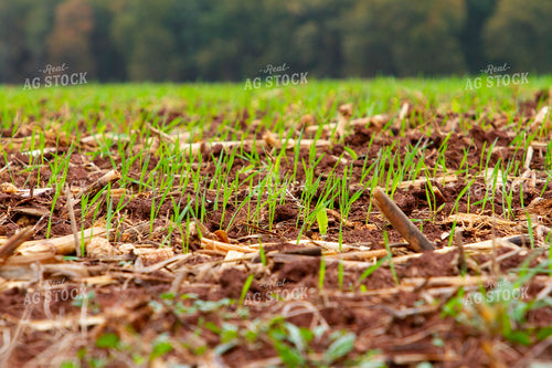 Cover Crop Emerging 79184