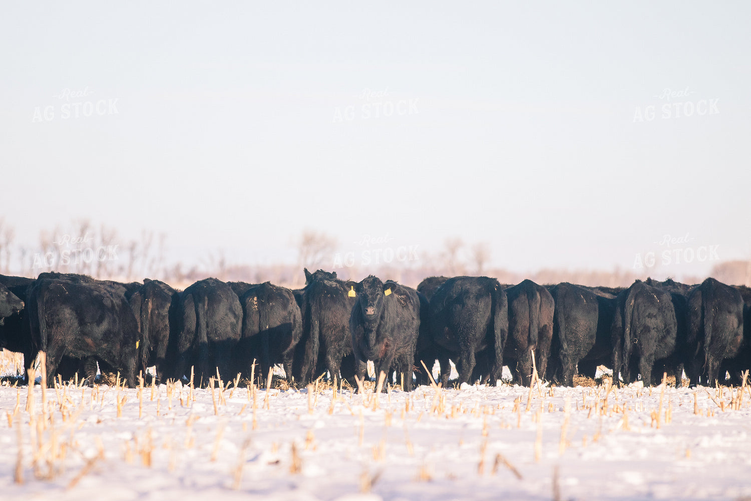 Angus Cattle on Corn Stalks in Winter 72004