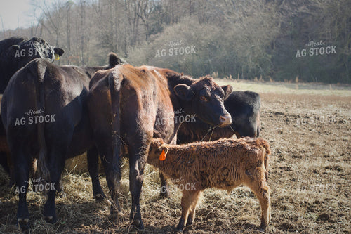 Cow Calf Pairs on Pasture 251131