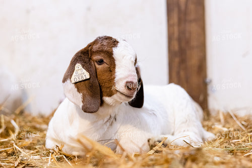 Goats 233015