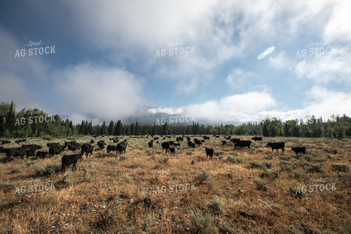 Moving Cattle 304005