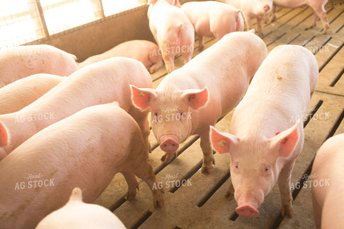 Pigs in Modern Barn 3855