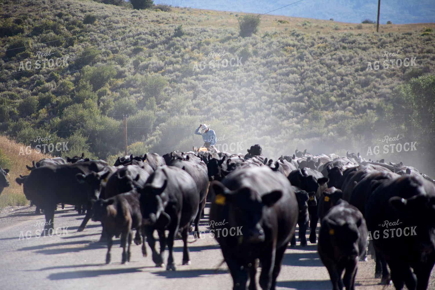 Cattle Drive 117408