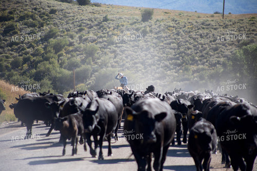 Cattle Drive 117408