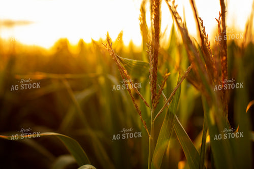 Corn - Mid-Season 2322