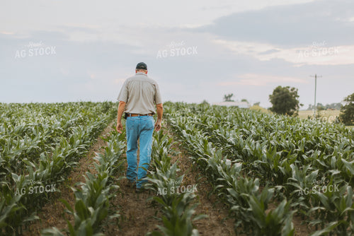 Farmers Scouting Corn Field 7806
