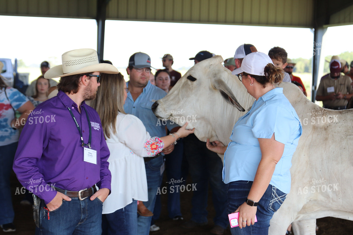 Brahman Cattle Show 102159