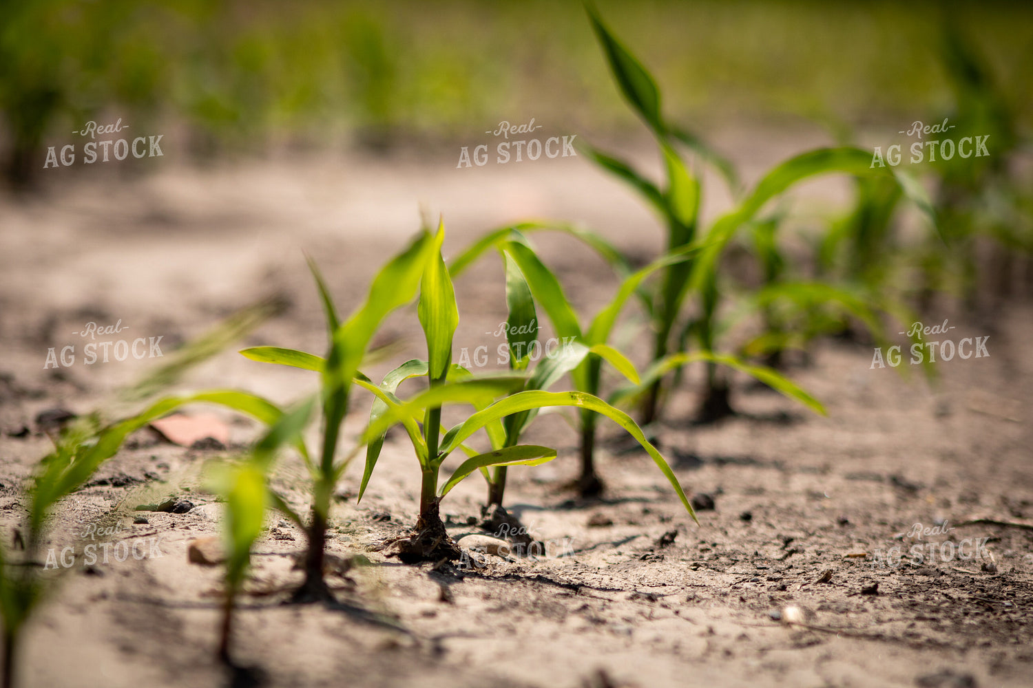 Early Growth Corn in Dry Field 214314