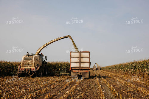 Chopping Corn Silage 152024