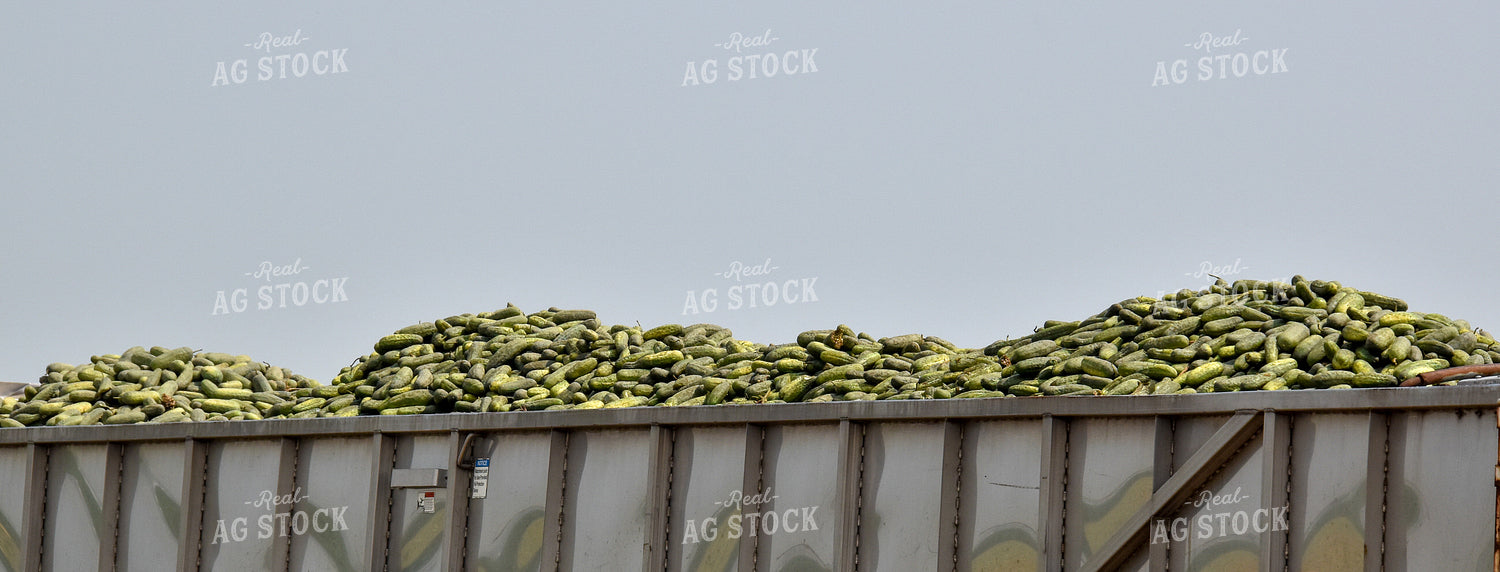 Cucumber Harvest 84158