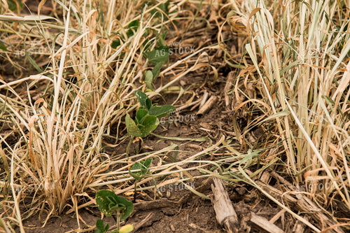 Soybeans Growing in Cover Crop 67342
