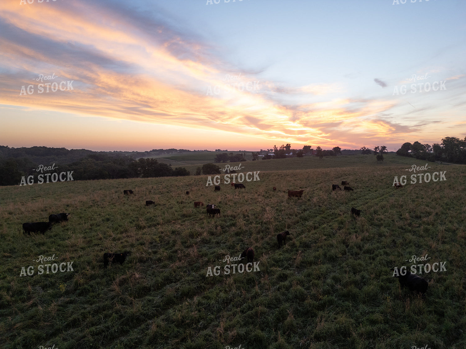 Cattle Herd on Pasture 268335