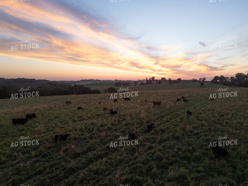 Cattle Herd on Pasture 268335