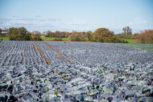 Cabbage Field 50175
