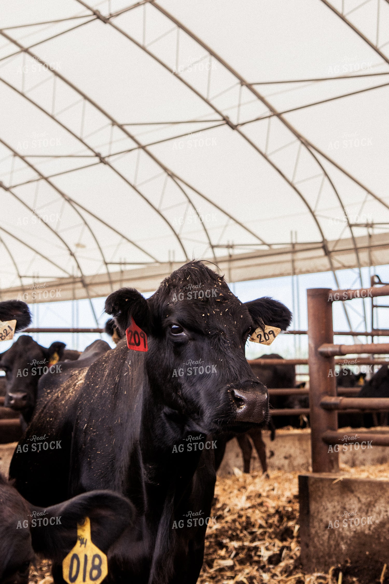 Cattle 67428