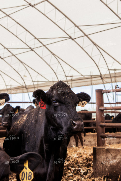 Cattle 67428