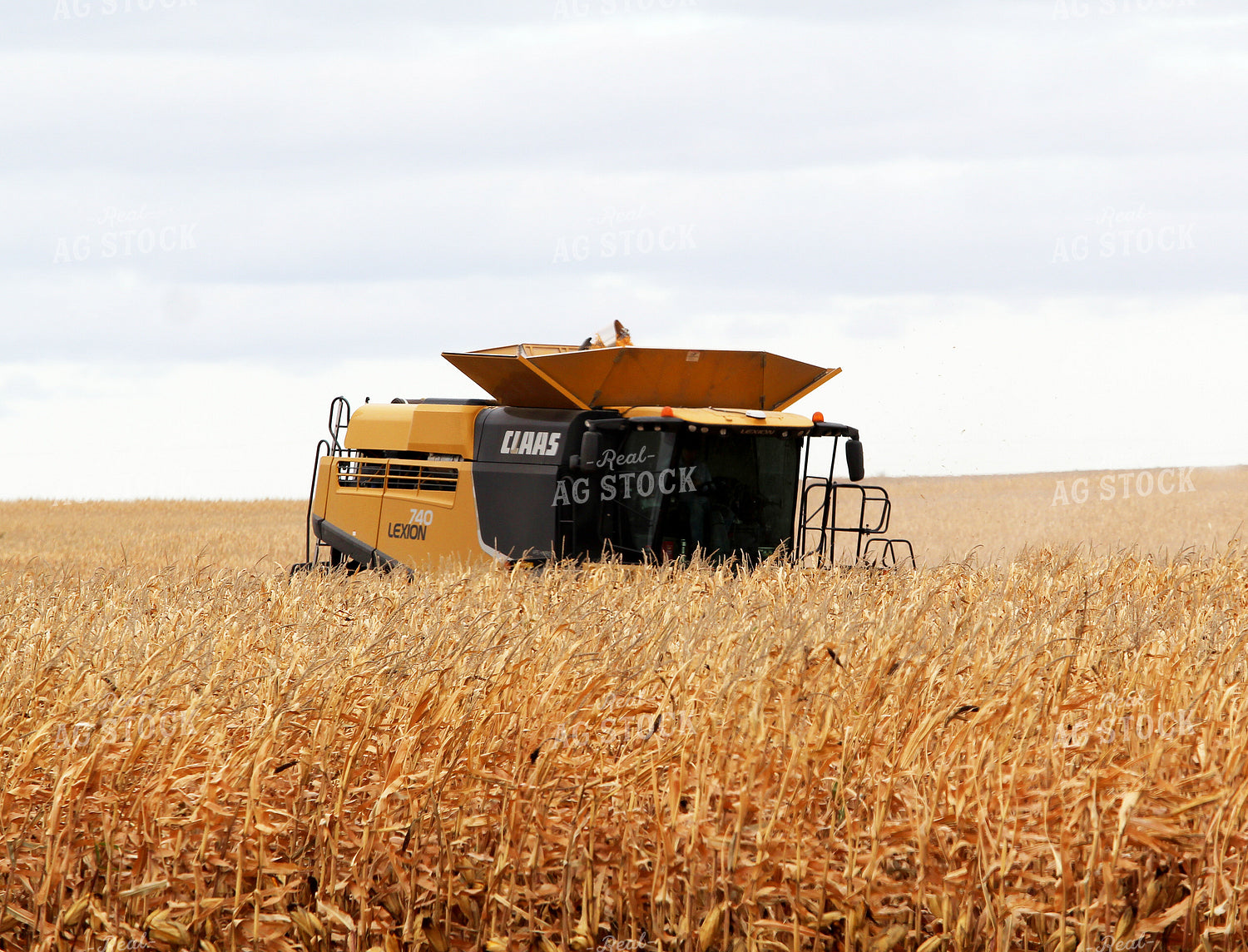Corn Harvest 141473